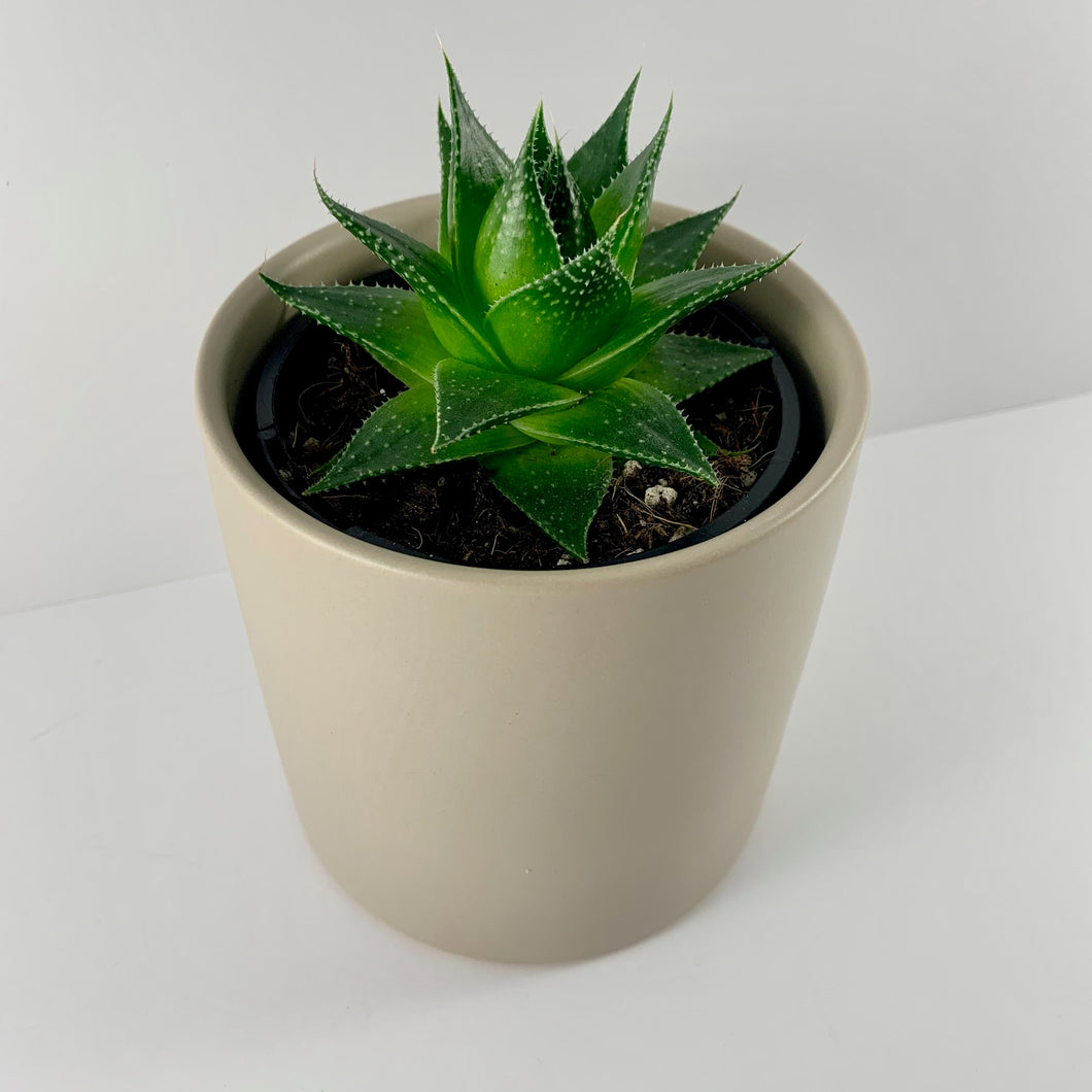 Aloe Cosmo Grey Planter 12cm