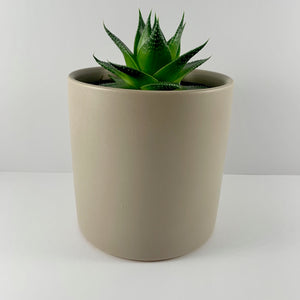 Aloe Cosmo Grey Planter 12cm