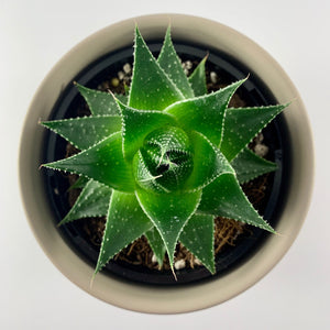 Aloe Cosmo Grey Planter 12cm