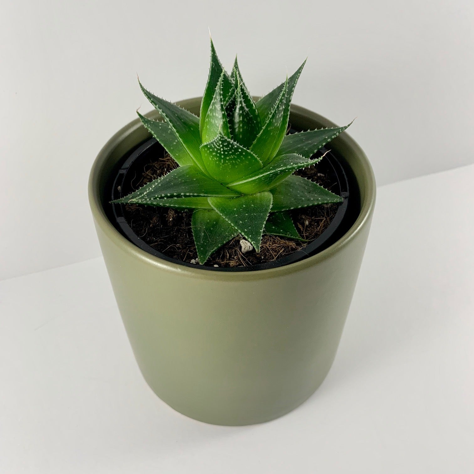 aloe cosmo green pearl Aloe Cosmo Moss Planter 12cm – The Plant Lady