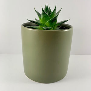 Aloe Cosmo Moss Planter 12cm