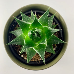 Aloe Cosmo Moss Planter 12cm