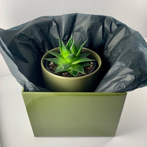 Aloe Cosmo Moss Planter 12cm