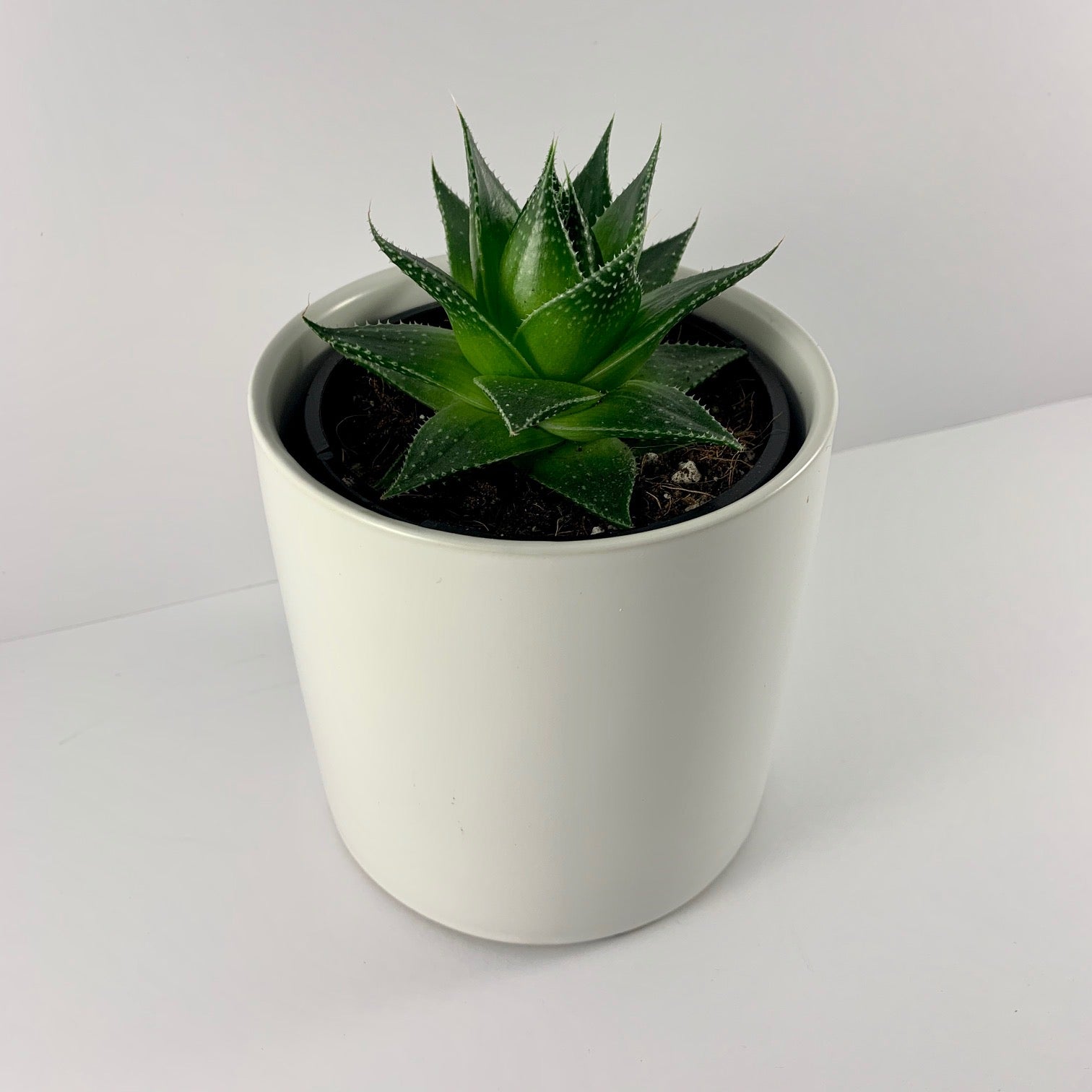 Aloe Cosmo White Planter 12cm – The Plant Lady