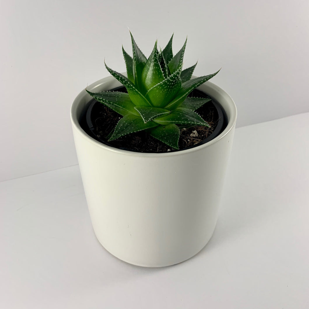 Aloe Cosmo White Planter 12cm
