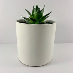 Aloe Cosmo White Planter 12cm