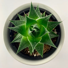 Load image into Gallery viewer, Aloe Cosmo White Planter 12cm
