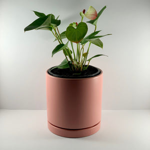 Flamingo Flower Coral Planter 18cm