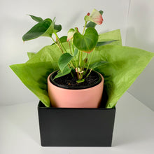 Load image into Gallery viewer, Flamingo Flower Coral Planter 18cm
