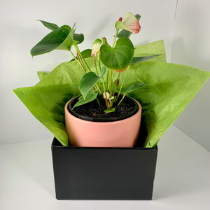 Flamingo Flower Coral Planter 18cm