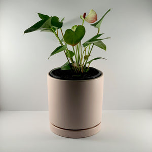 Flamingo Flower Pink Blush Planter 18cm