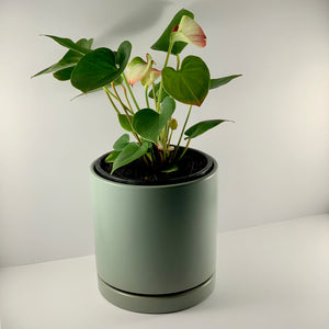 Flamingo Flower Sage Planter 18cm