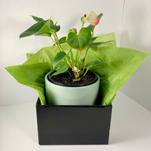 Load image into Gallery viewer, Flamingo Flower Sage Planter 18cm

