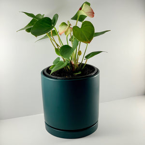 Flamingo Flower Teal Blue Planter 18cm