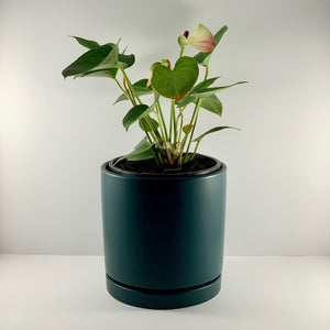 Flamingo Flower Teal Blue Planter 18cm