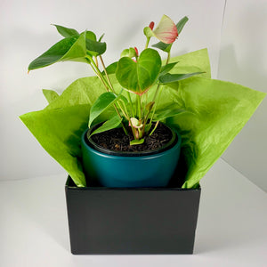 Flamingo Flower Teal Blue Planter 18cm