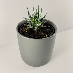 Haworthia Classic Charcoal Planter 12cm