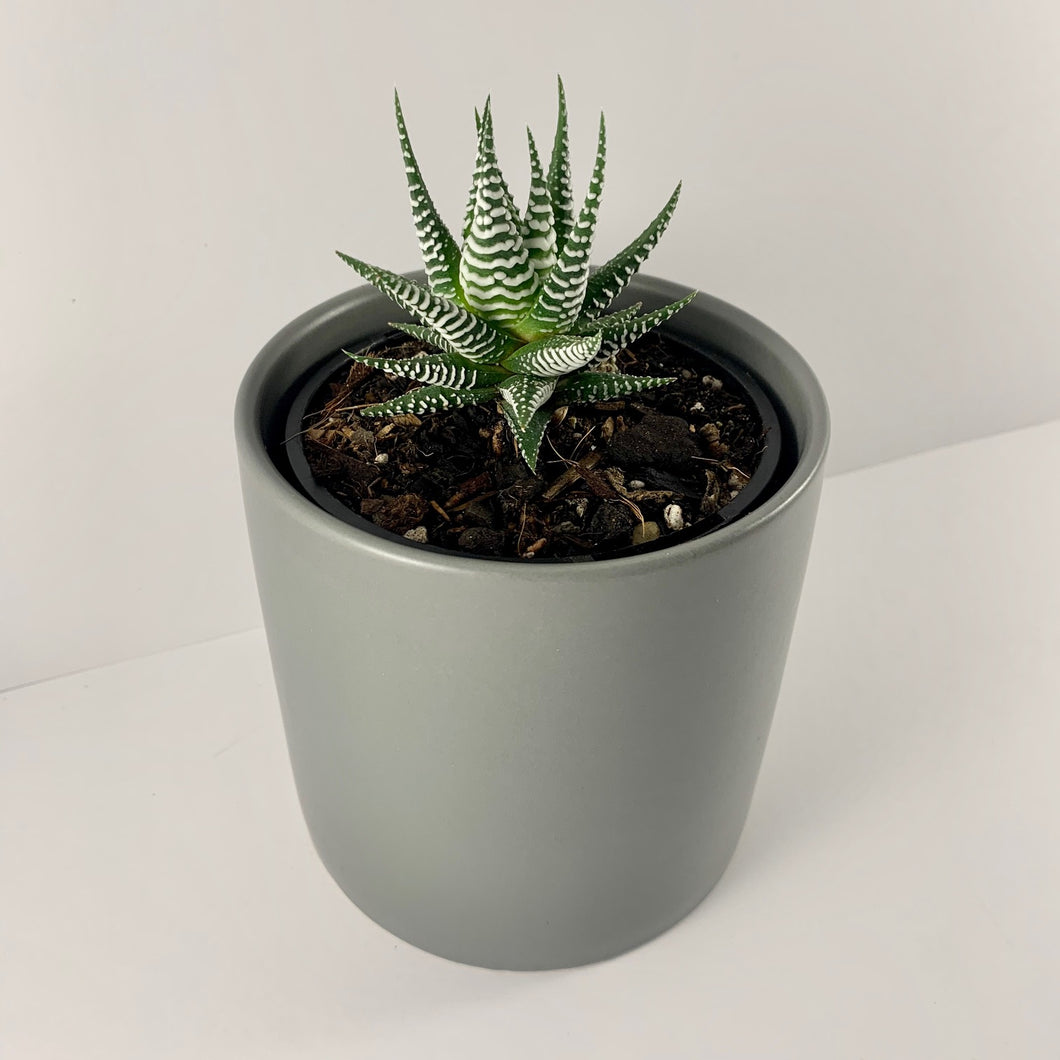 Haworthia Classic Charcoal Planter 12cm