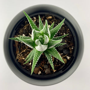 Haworthia Classic Charcoal Planter 12cm