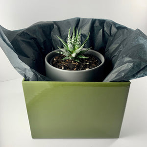 Haworthia Classic Charcoal Planter 12cm