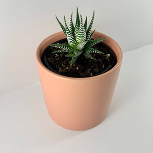 Haworthia Classic Coral Planter 12cm