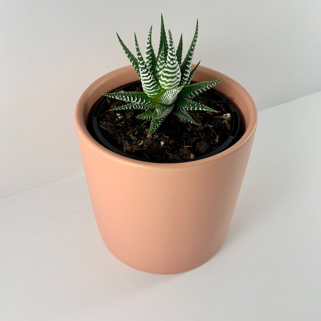 Haworthia Classic Coral Planter 12cm