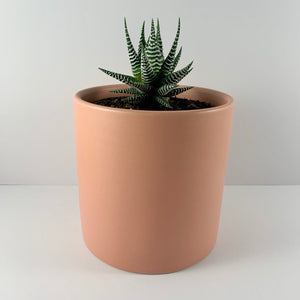 Haworthia Classic Coral Planter 12cm