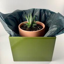 Load image into Gallery viewer, Haworthia Classic Coral Planter 12cm
