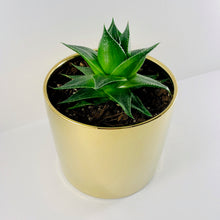 Load image into Gallery viewer, Aloe Cosmo Metallic Gold Planter 13cm
