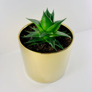 Aloe Cosmo Metallic Gold Planter 13cm