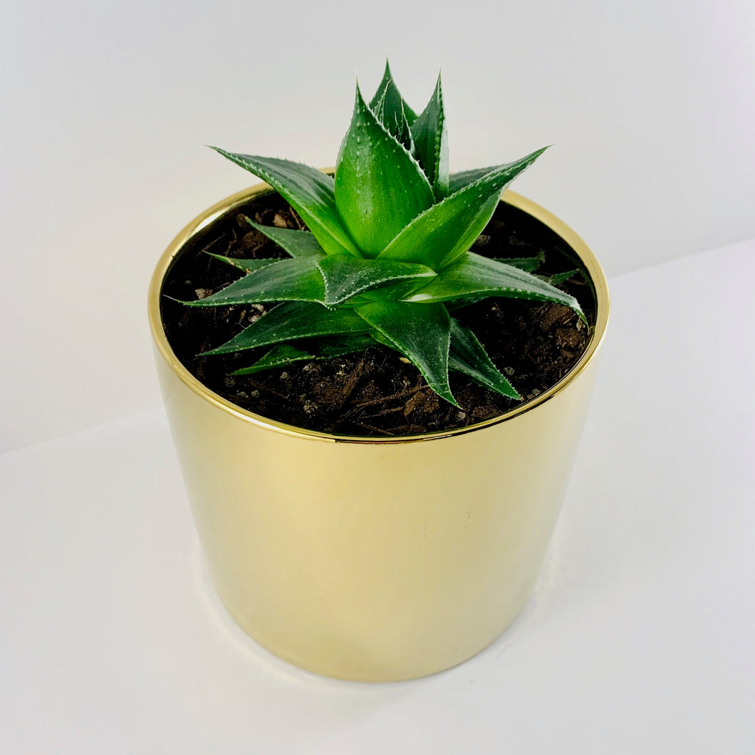 Aloe Cosmo Metallic Gold Planter 13cm