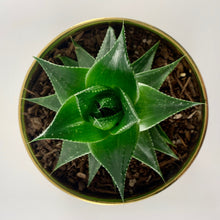 Load image into Gallery viewer, Aloe Cosmo Metallic Gold Planter 13cm
