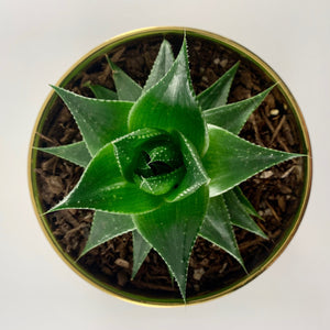 Aloe Cosmo Metallic Gold Planter 13cm