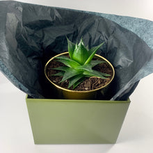 Load image into Gallery viewer, Aloe Cosmo Metallic Gold Planter 13cm
