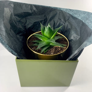 Aloe Cosmo Metallic Gold Planter 13cm