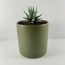 Load image into Gallery viewer, Haworthia Classic Moss Planter 12cm
