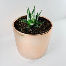 Load image into Gallery viewer, Haworthia Metallic Rose Gold Planter 13cm
