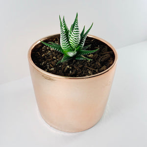 Haworthia Metallic Rose Gold Planter 13cm