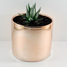 Load image into Gallery viewer, Haworthia Metallic Rose Gold Planter 13cm
