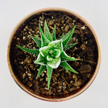 Load image into Gallery viewer, Haworthia Metallic Rose Gold Planter 13cm
