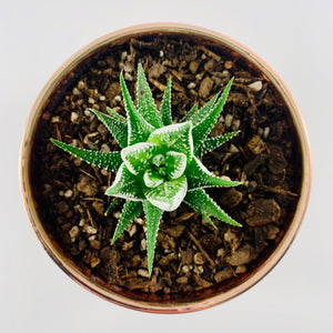 Haworthia Metallic Rose Gold Planter 13cm