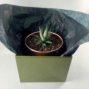 Haworthia Metallic Rose Gold Planter 13cm