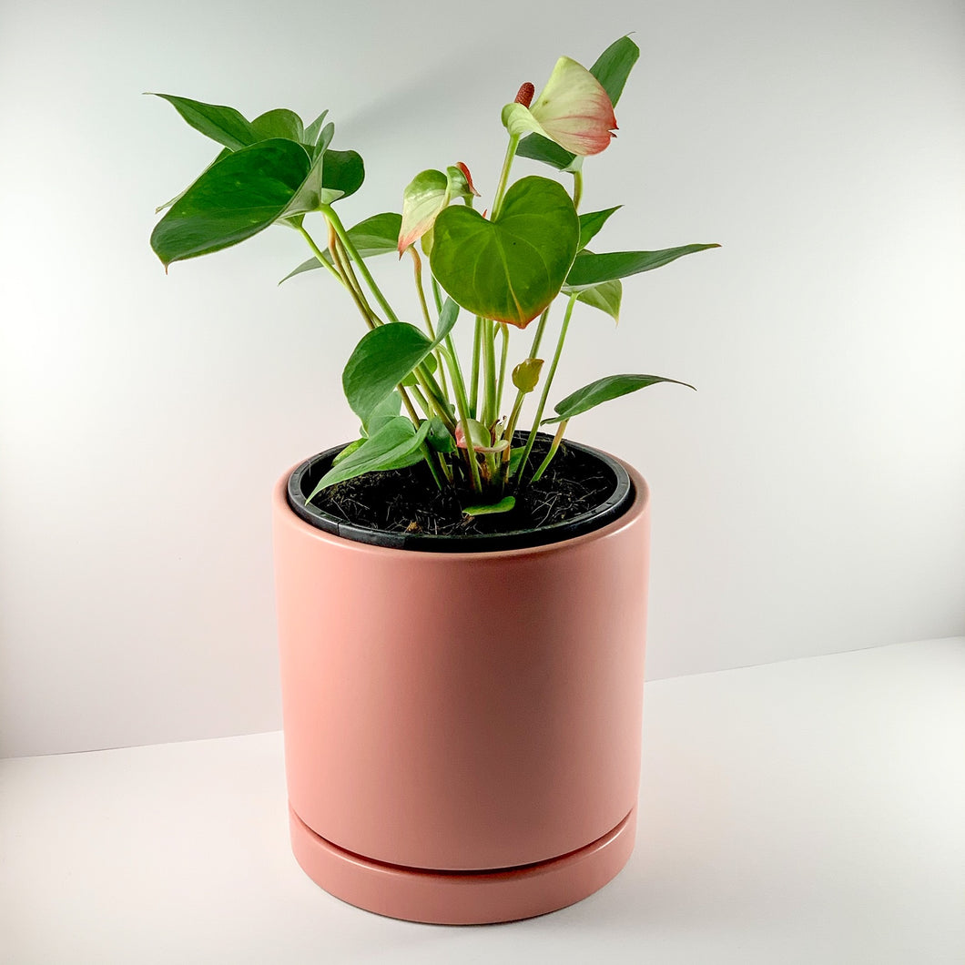 Flamingo Flower Coral Planter 18cm