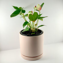 Load image into Gallery viewer, Flamingo Flower Pink Blush Planter 18cm
